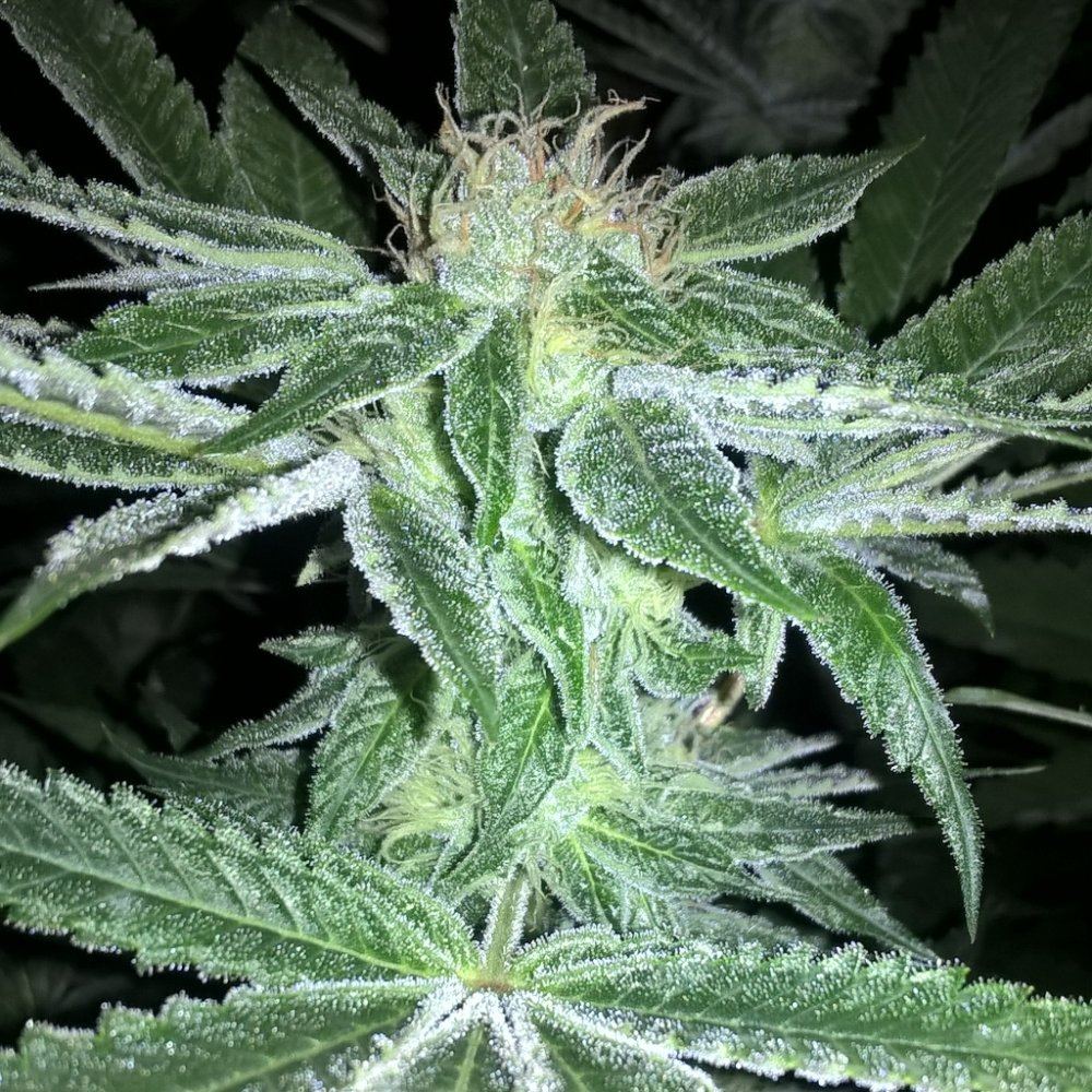 Csi humboldt   growers picture thread   veg or flow we love em all