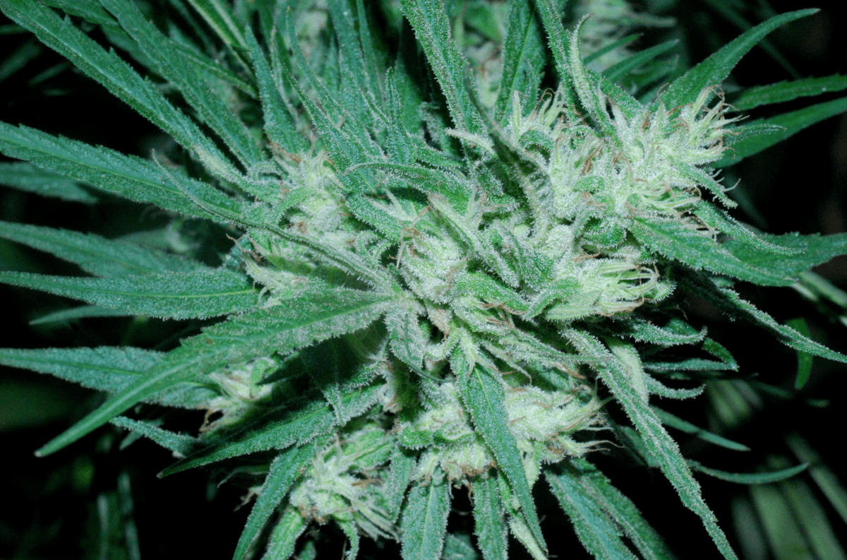 CT   04
