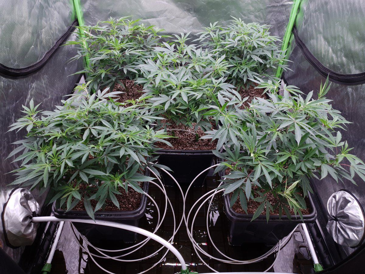 CT transp to flower 2