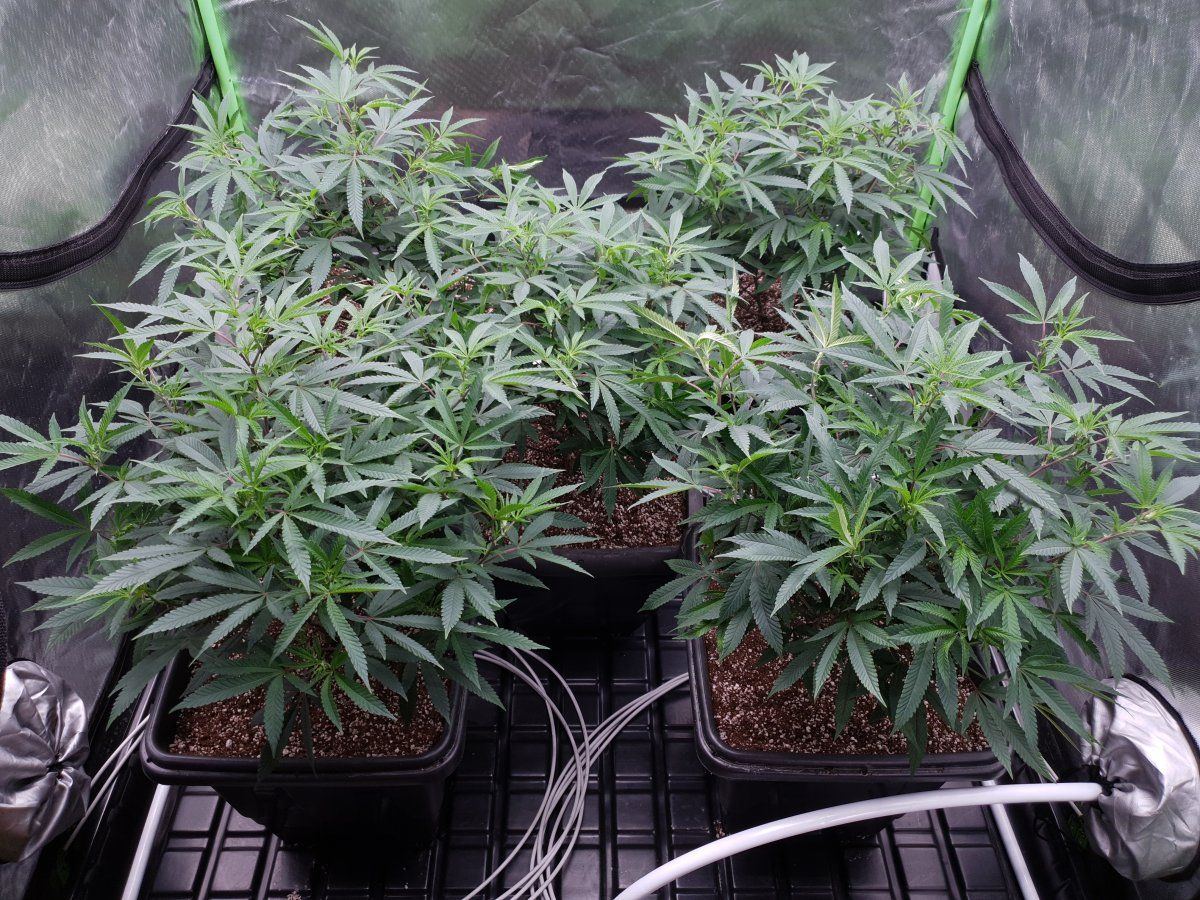 CT transp to flower 3