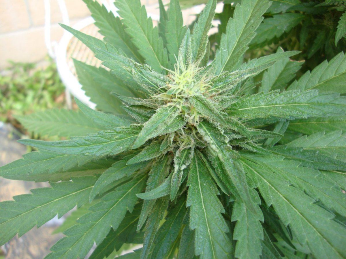 Ctha1nugtopwk6