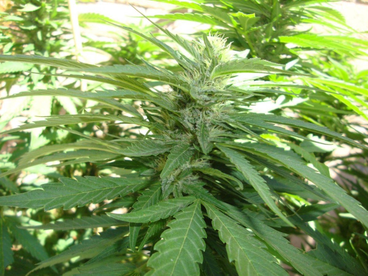 Ctha1sideflower