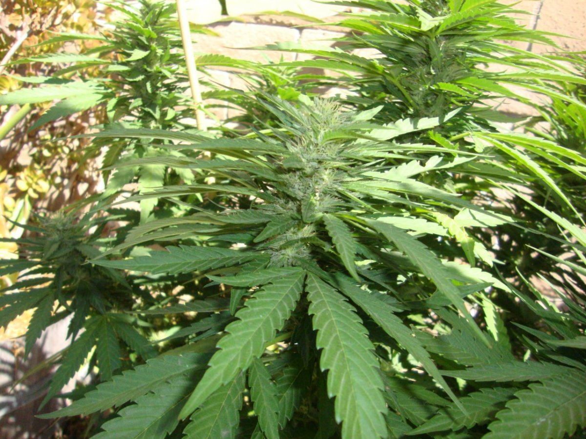Ctha1sideflowernice
