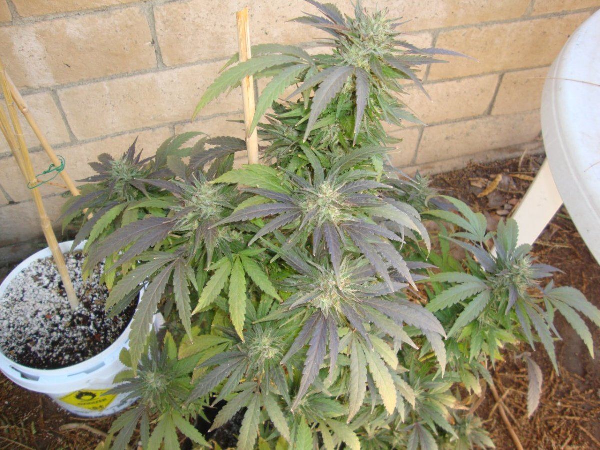 Ctha2atflushing