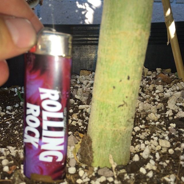 Cthastem
