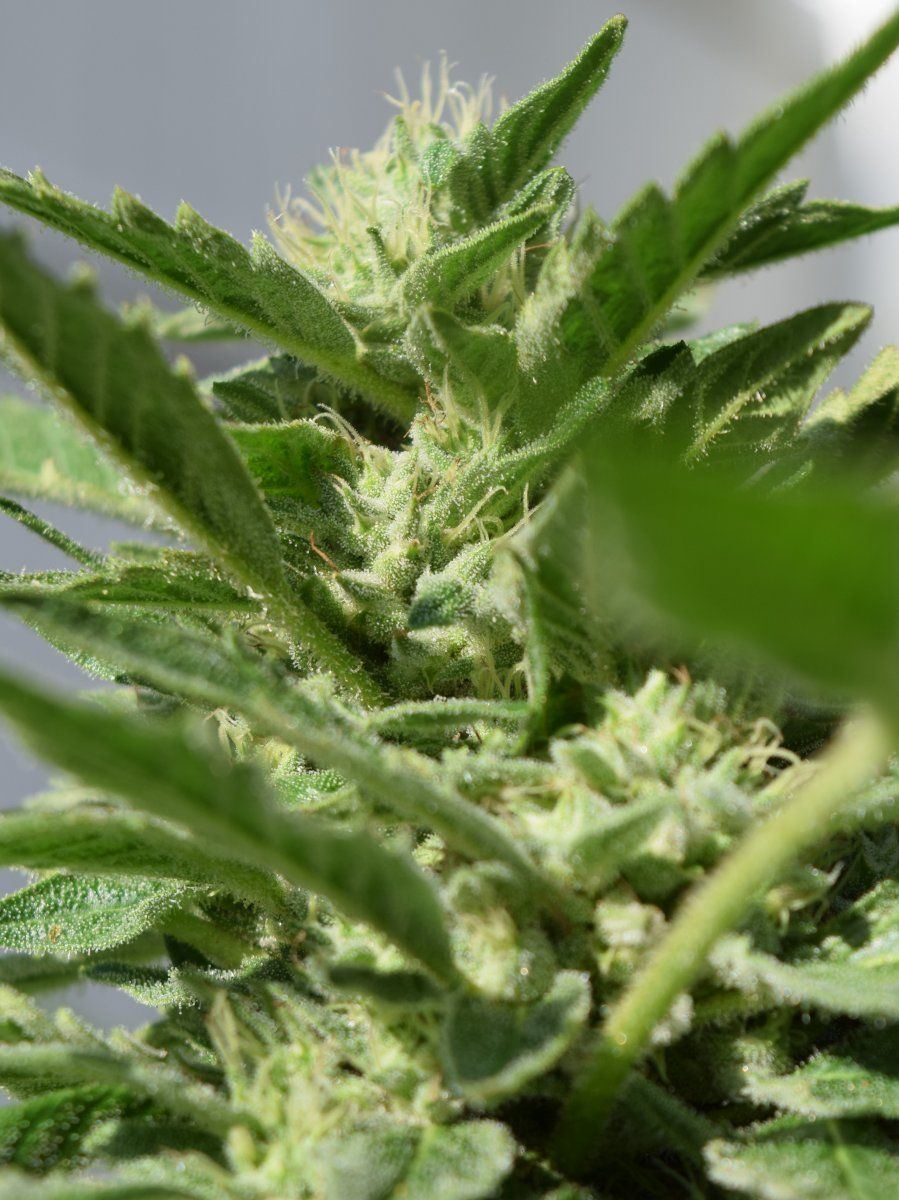 CU Flower 1