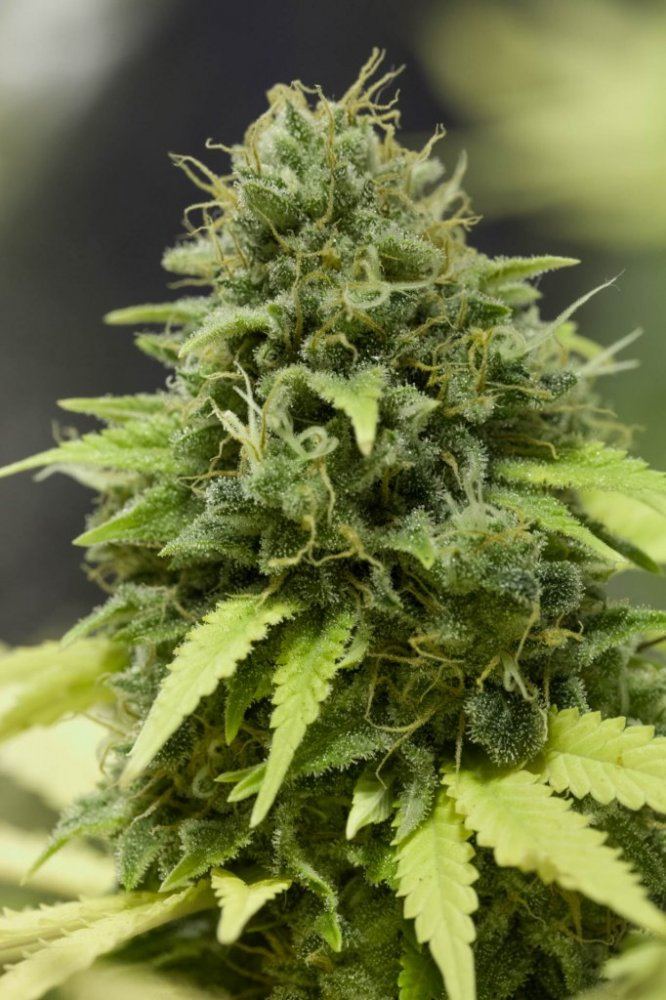 Cubcrop 4