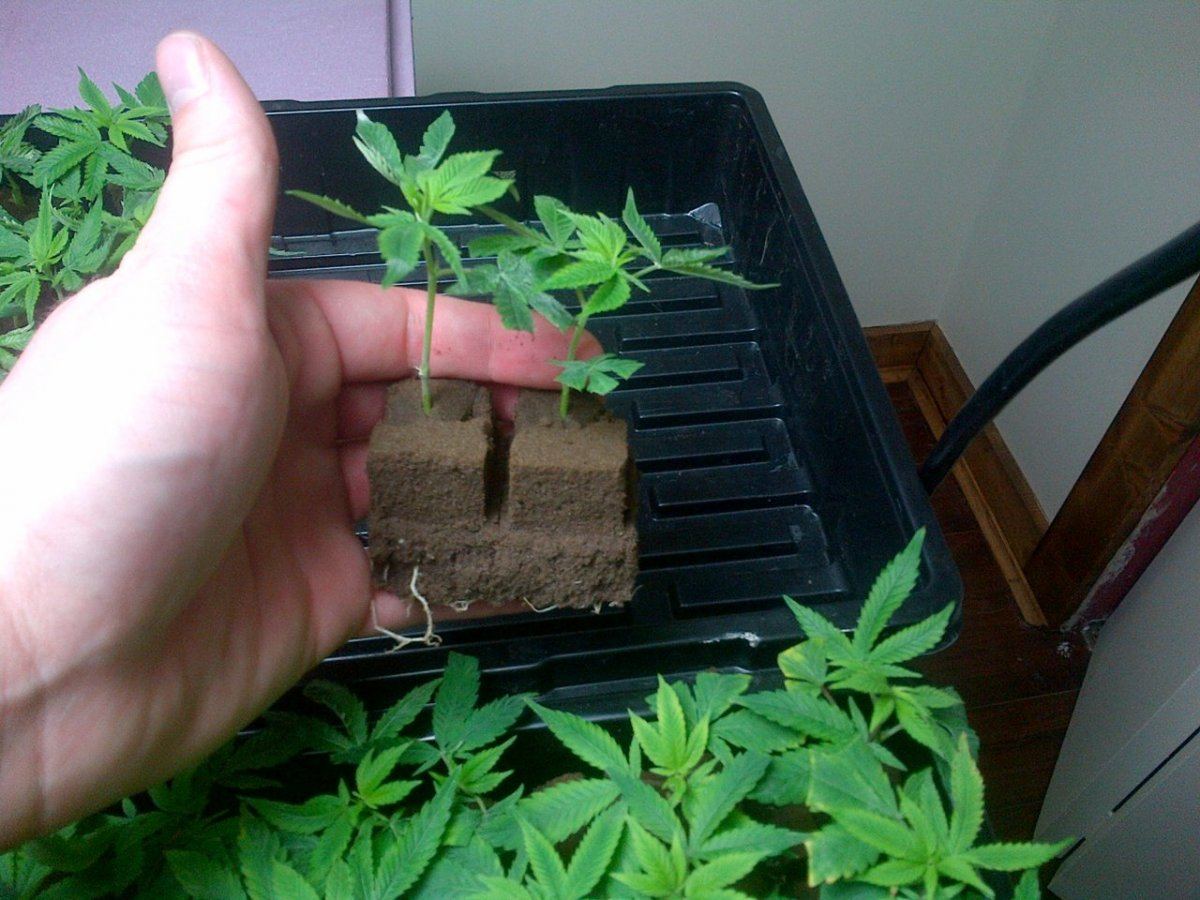 Cubes