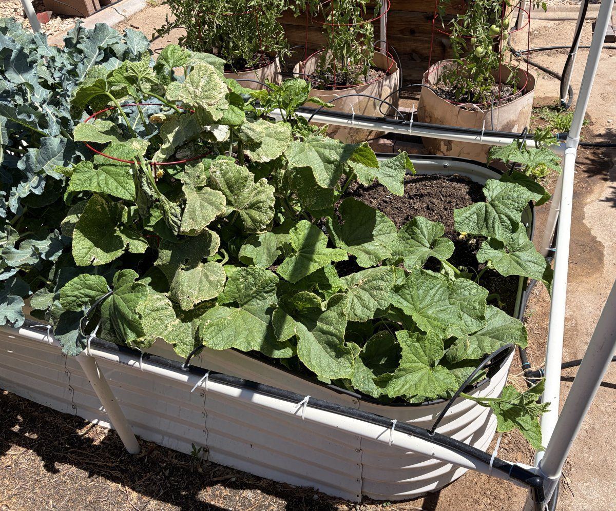 Cucumber IMG 8426
