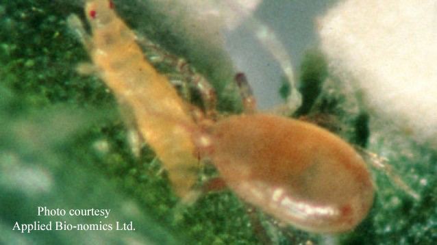Cucumeris Applied1