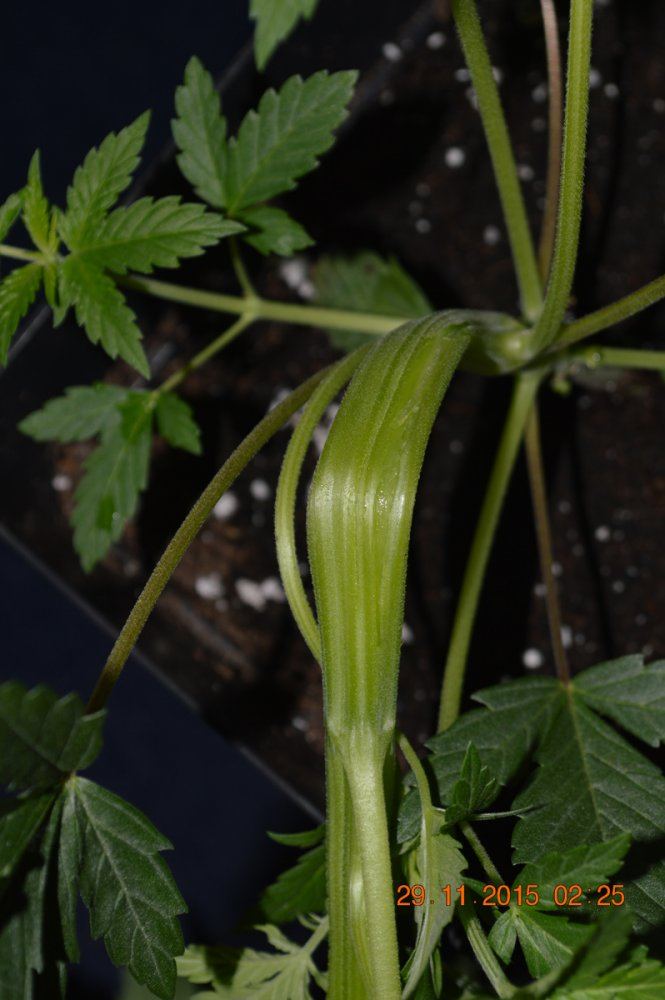 Culledribbonmale