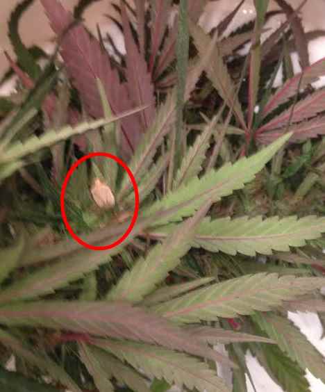 Cumblebug