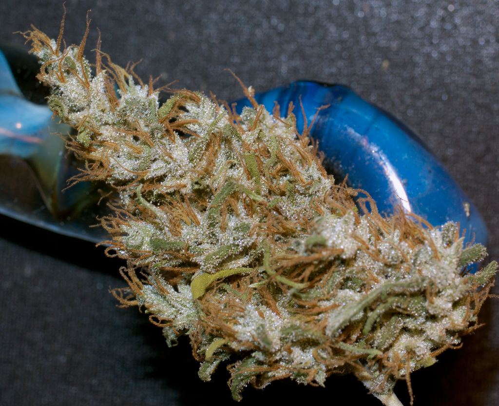 CuredbudNHAZE