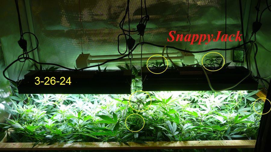 Curl 26 A