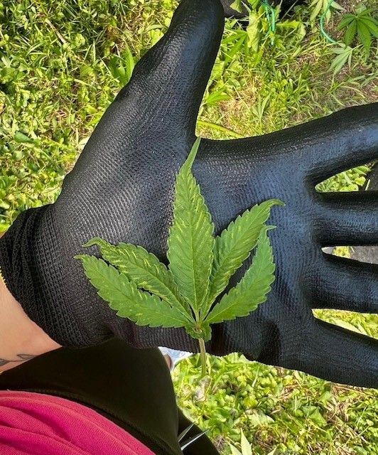 Curled cannabis leaf