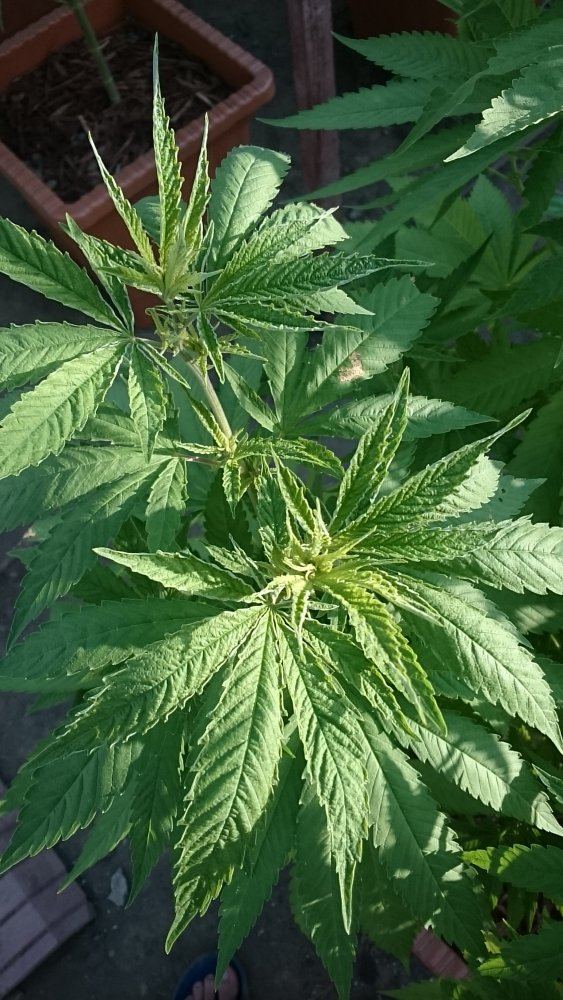 Curledup discolored leafs 4