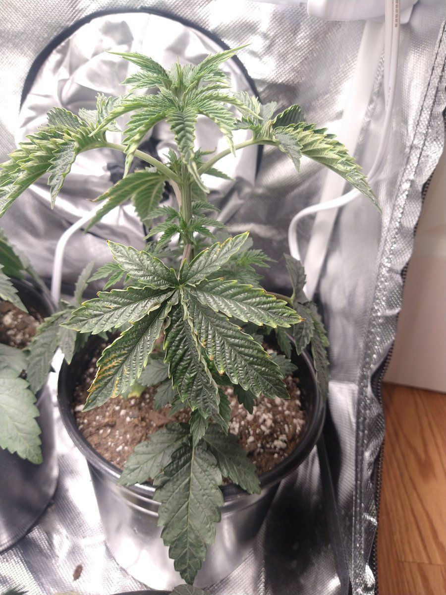 Curling discoloration in early veg 2