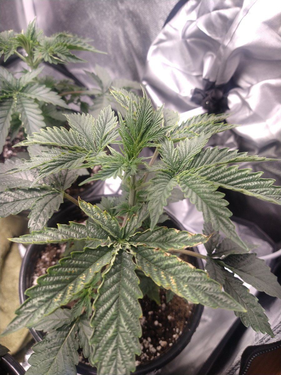 Curling discoloration in early veg 3