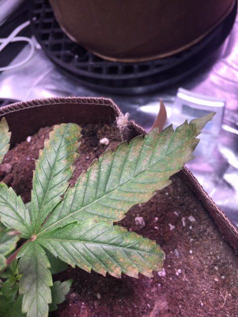 Curling leaves and rusty brown spots 3