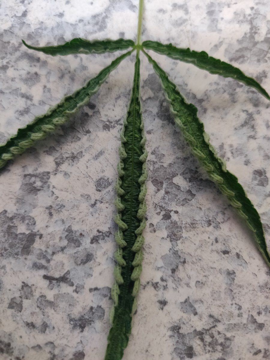 Curling leaves from a seedling 7