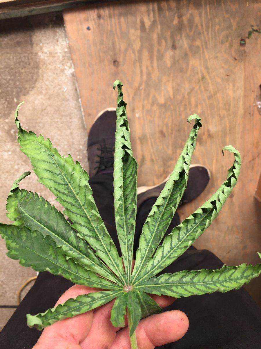 Curly leaves with some sign of deficiency