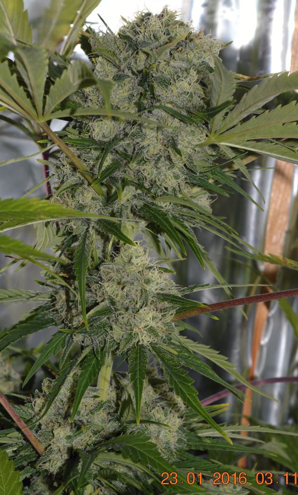 Curlyphenobig