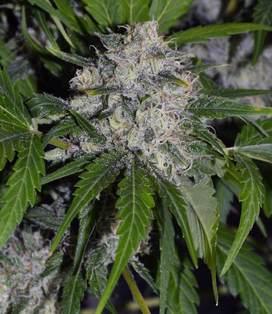 Curlyphenosmall