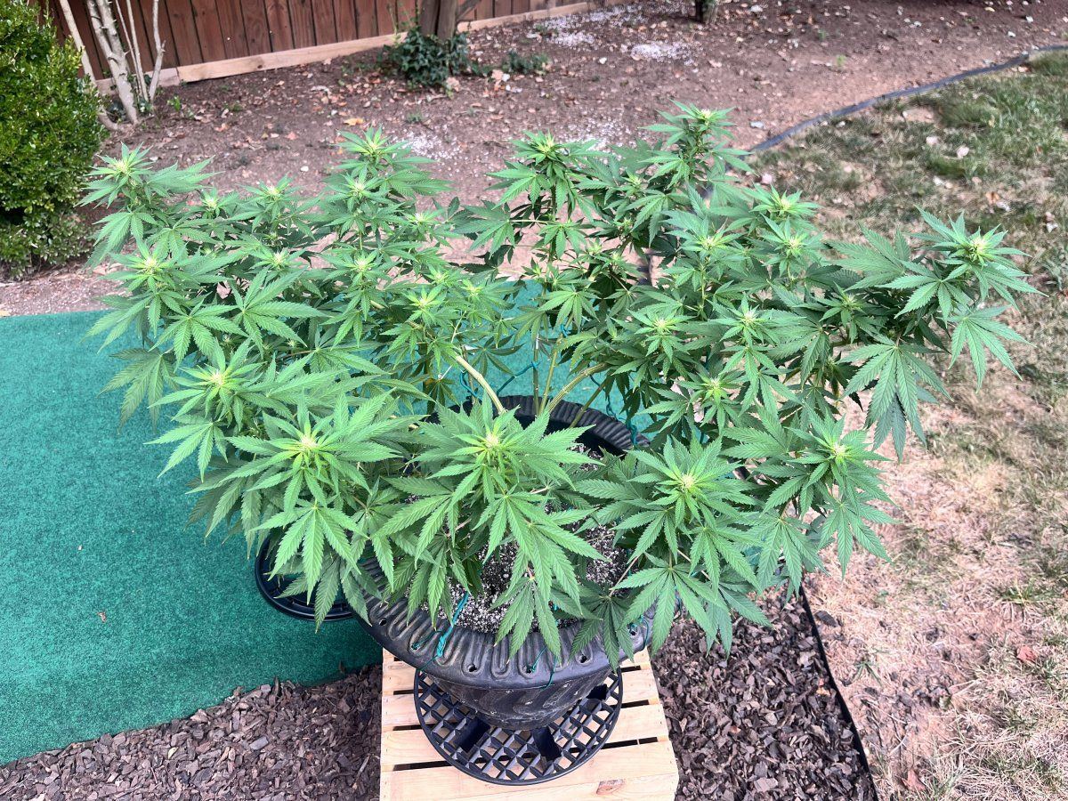 golden guide hallucinogenic plants Encyclopedia of Strangely Named Plants – Hello Moppet main image 1