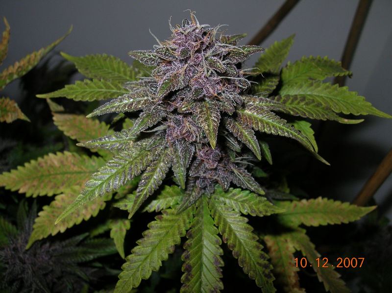 CustomerKGpurp