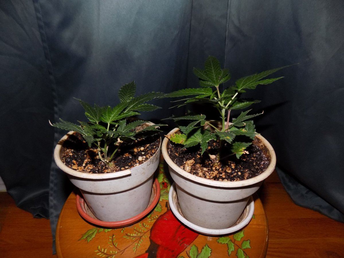 Cuttings
