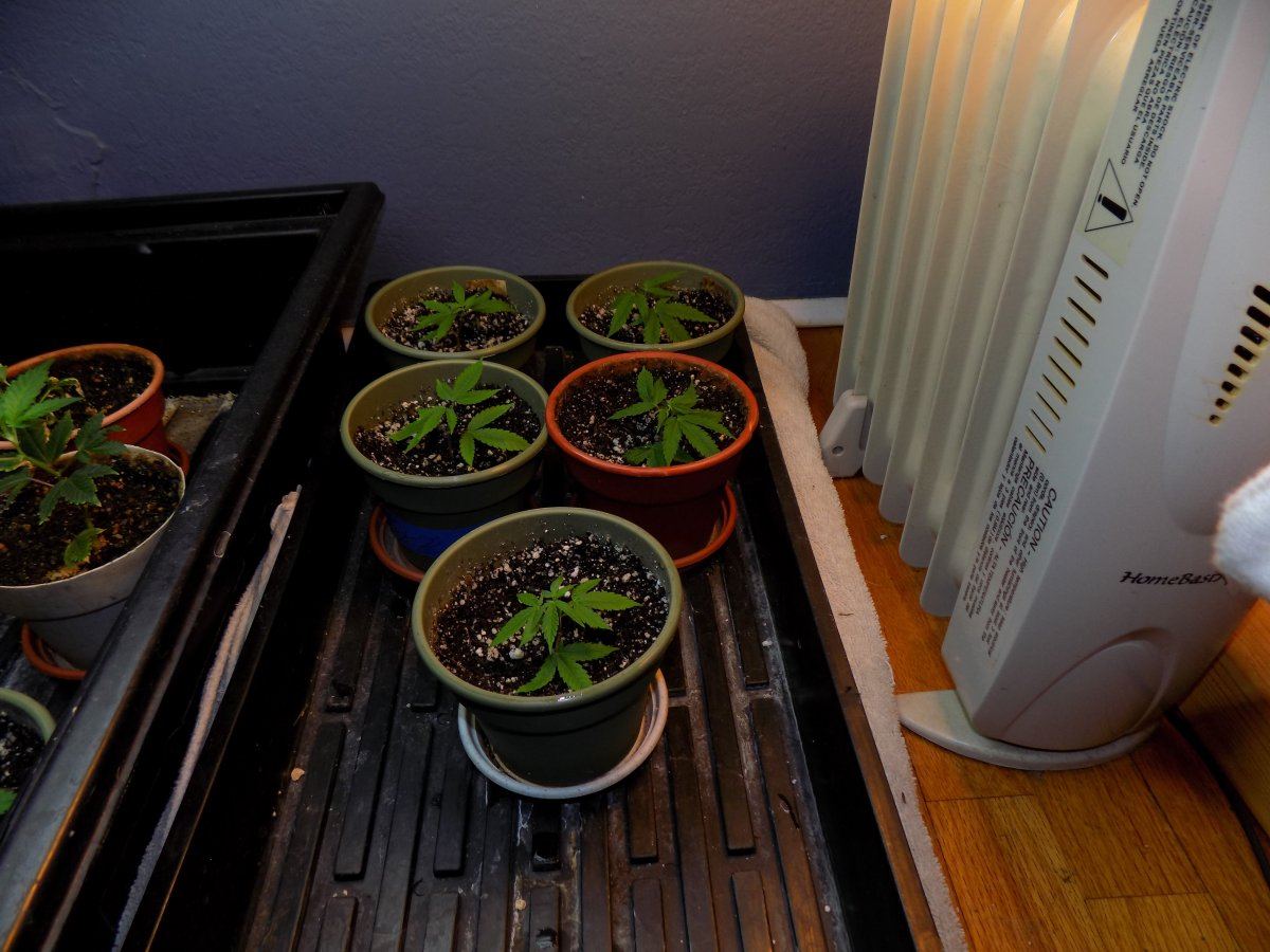 Cuttings