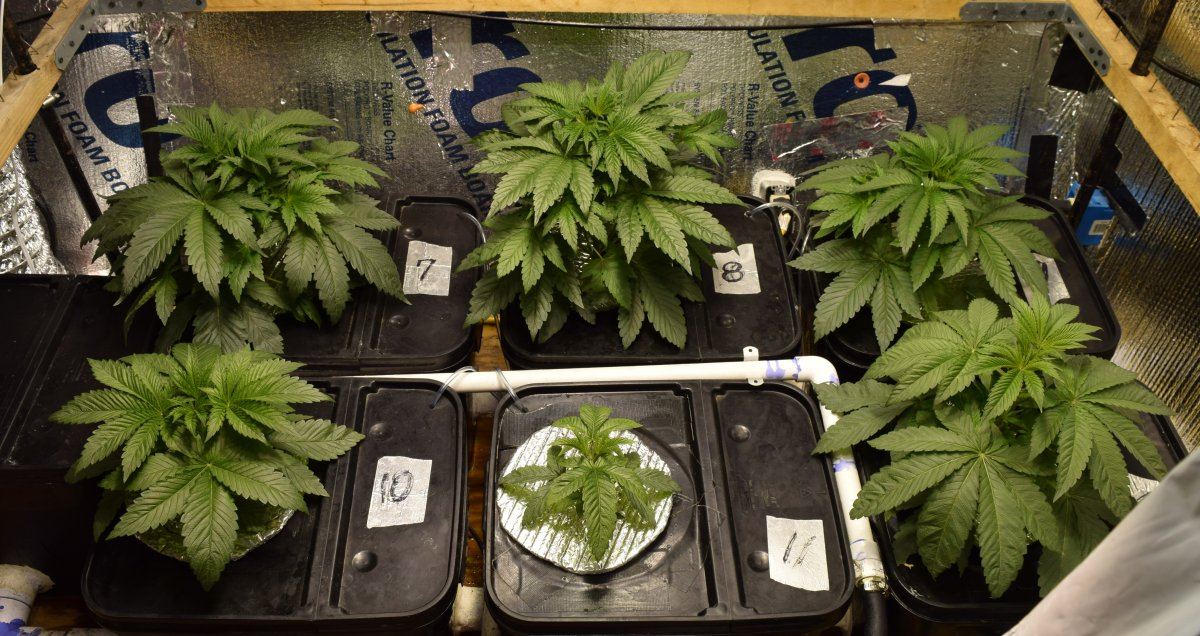 Cv pure ghost og grow dwc