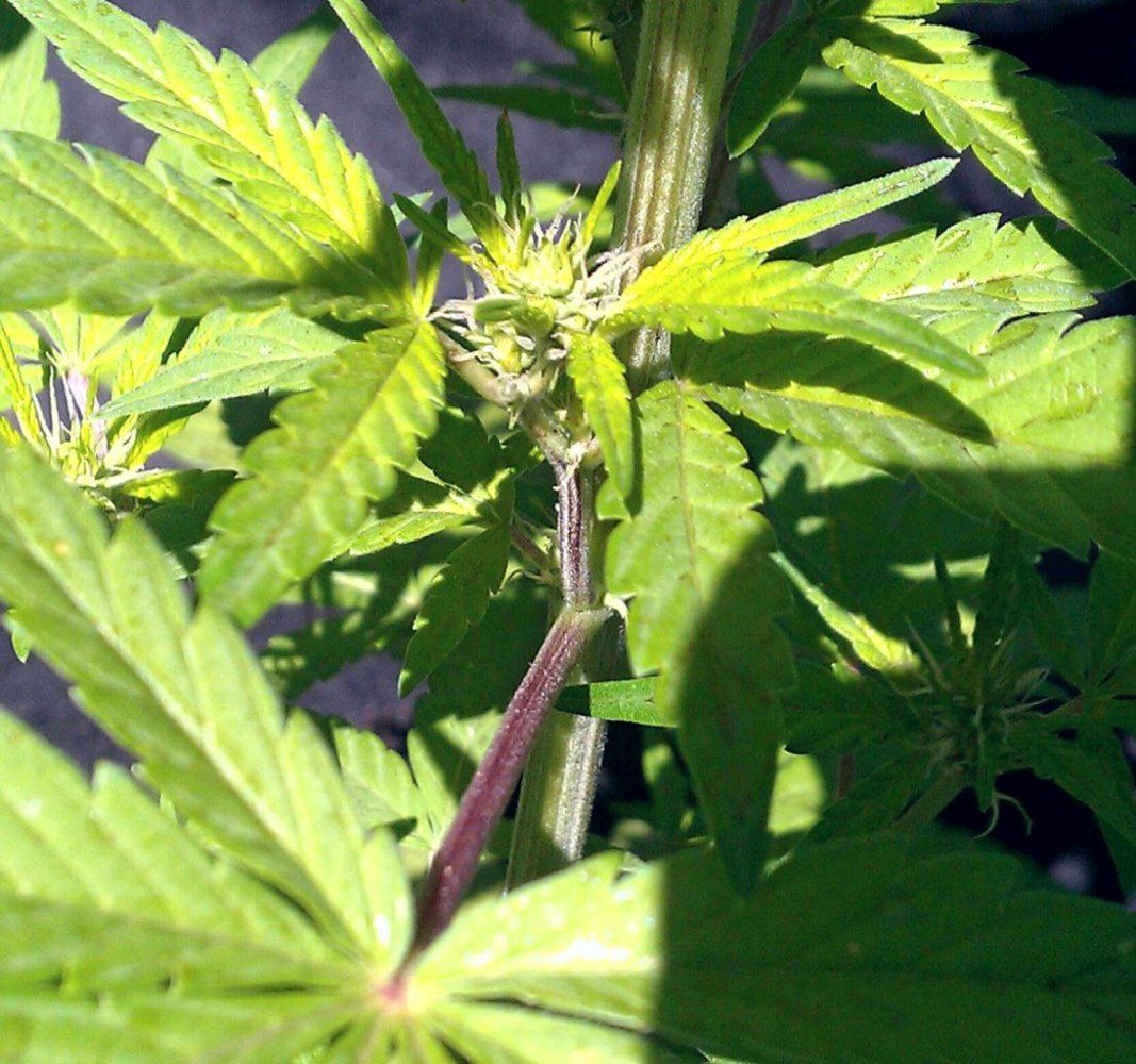 CWF2 colors  7 days