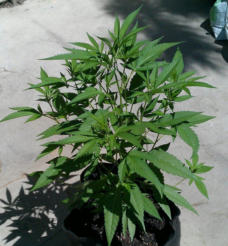 CWF2 topped