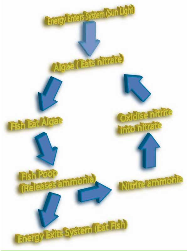 Cycle