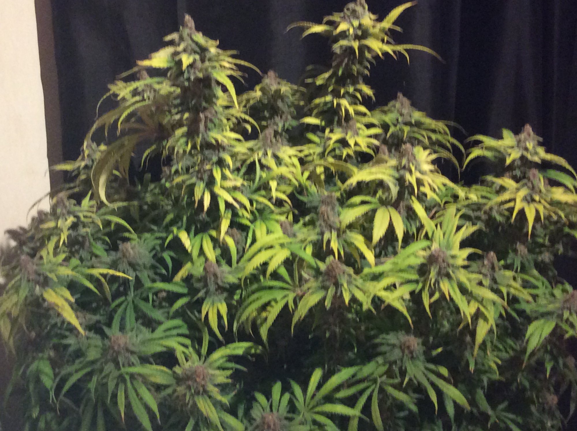 Cypress and the late grow diary 2
