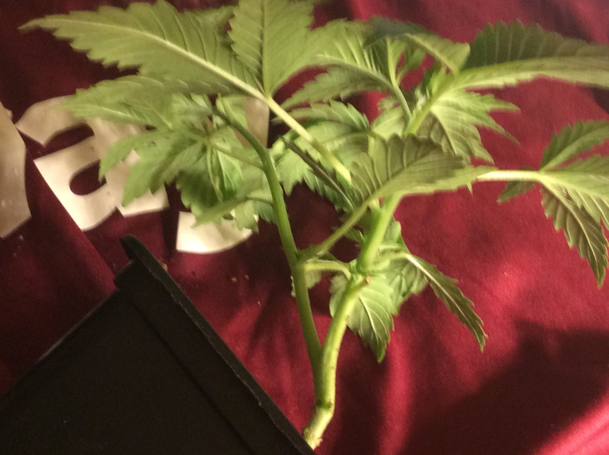 Cypress and the late grow diary 3
