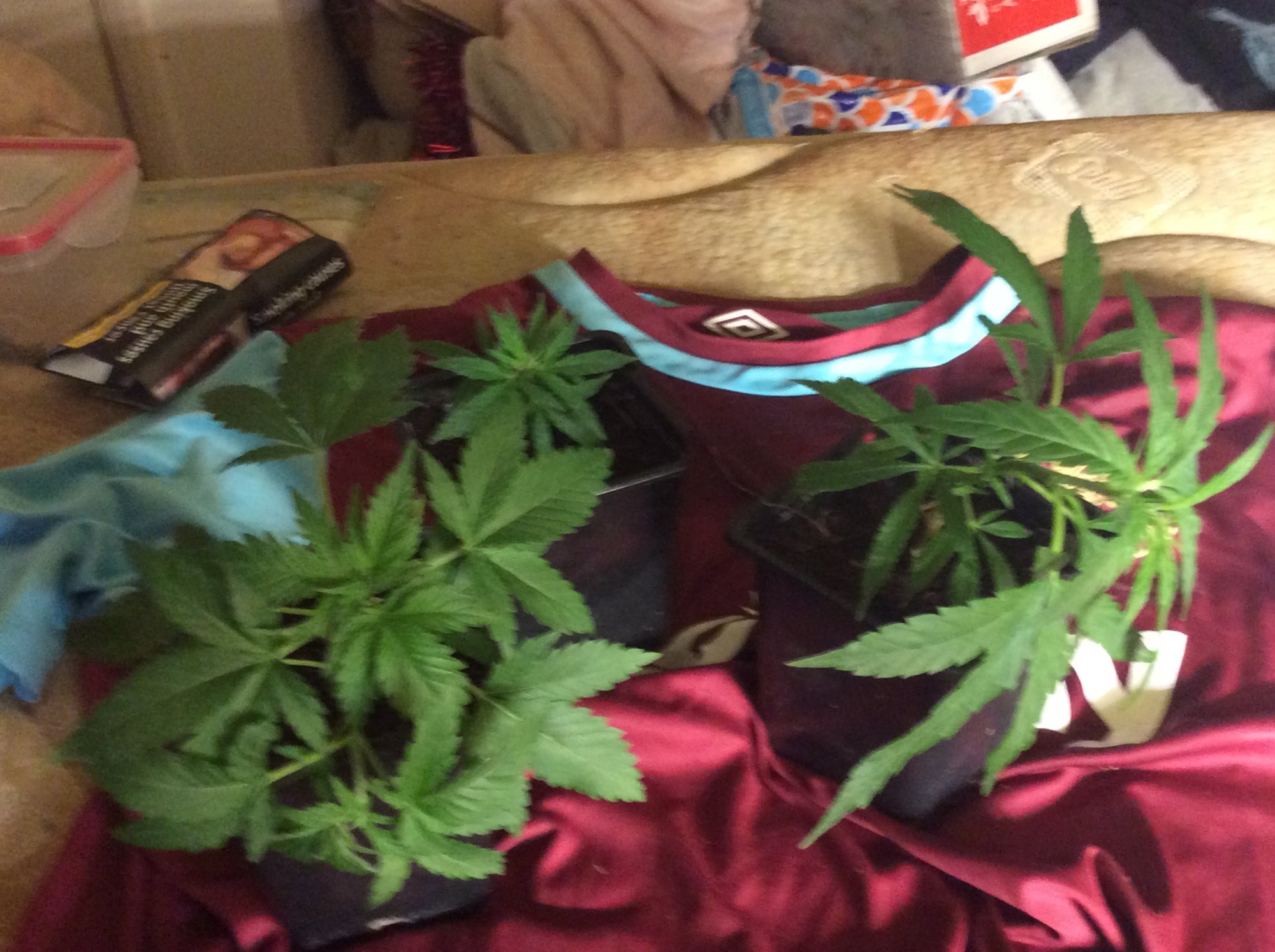 Cypress and the late grow diary 4
