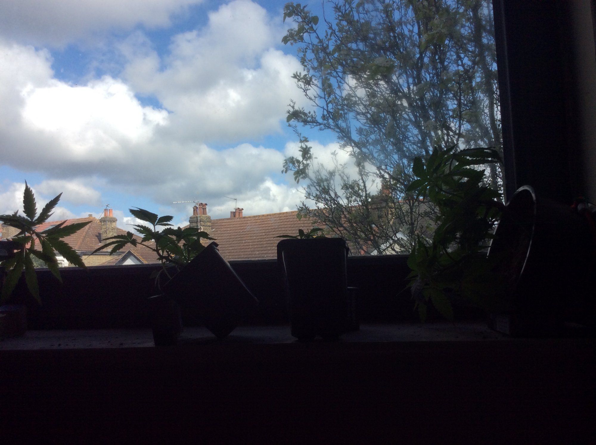 Cypress and the late grow diary 5