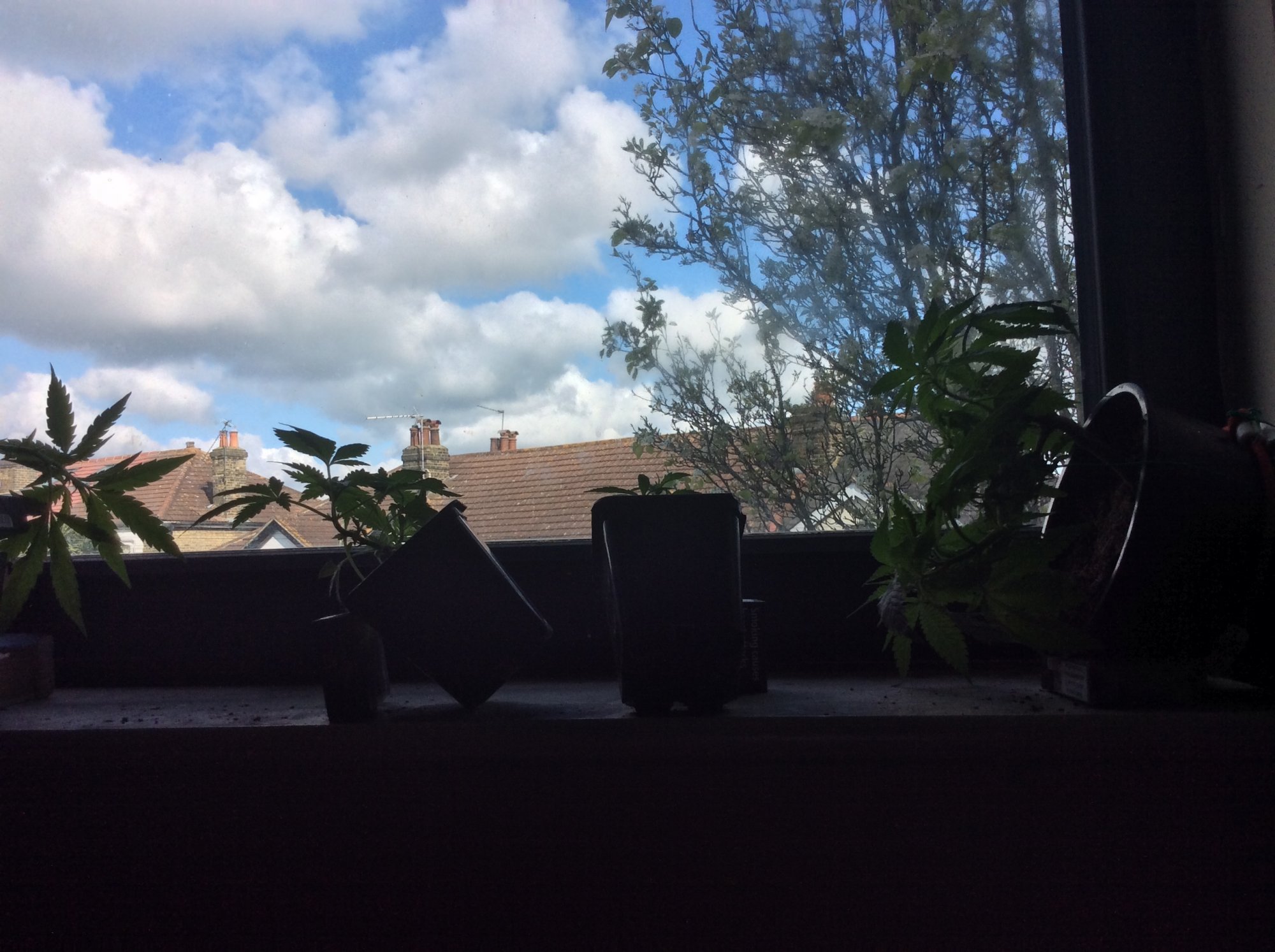 Cypress and the late grow diary 6