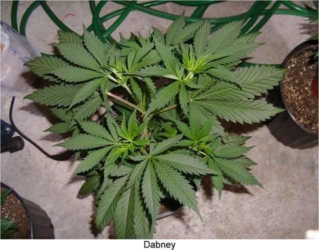 D 9s clone only grow 5