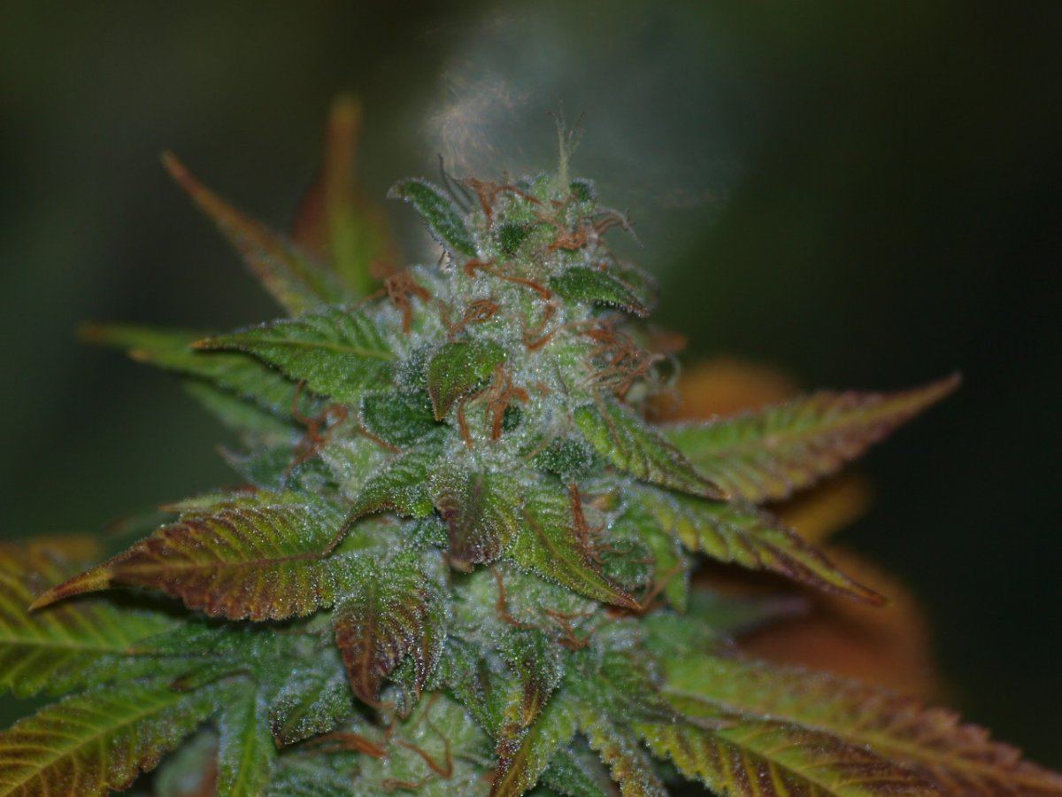 D breath 5