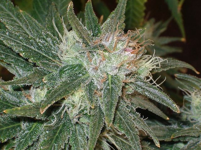 D stink 032