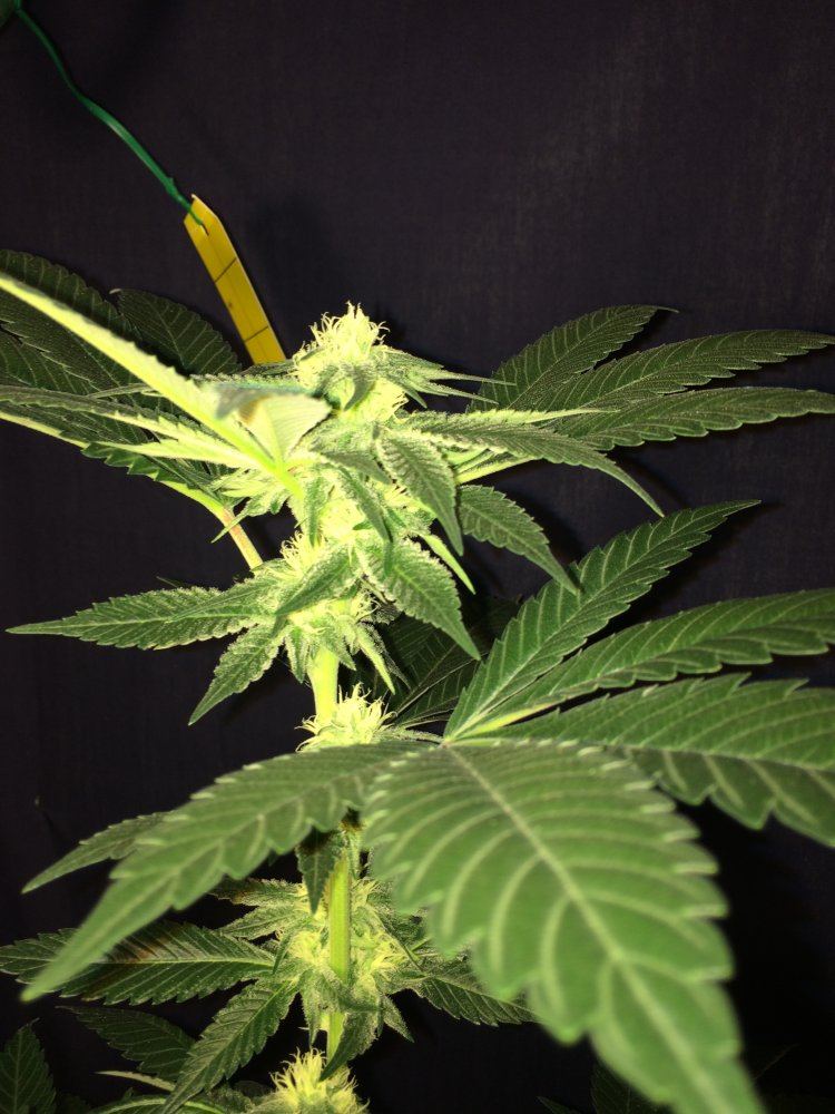 D0834DCA 28CB 40C2 BEFD 180EF12F1E58