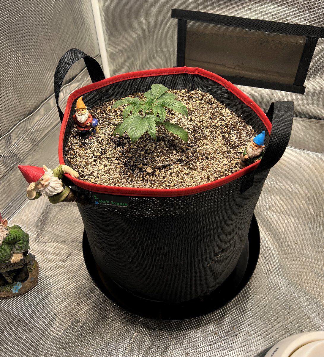 D15 pretransplant