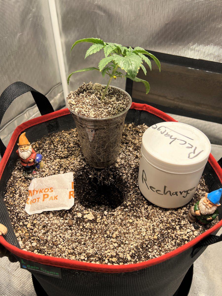 D15 transplant