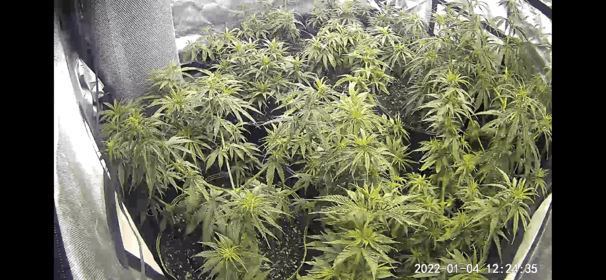 D169BDA2 365F 42FF 99DC DE7ECB928DAB