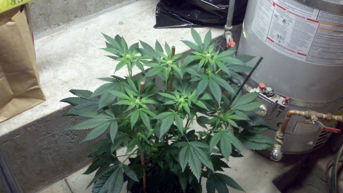 D22og18
