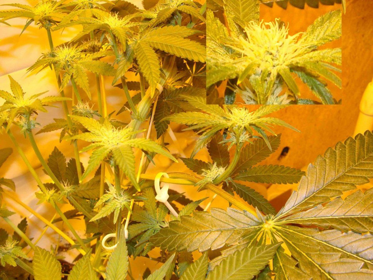D3la21wiltedpistils