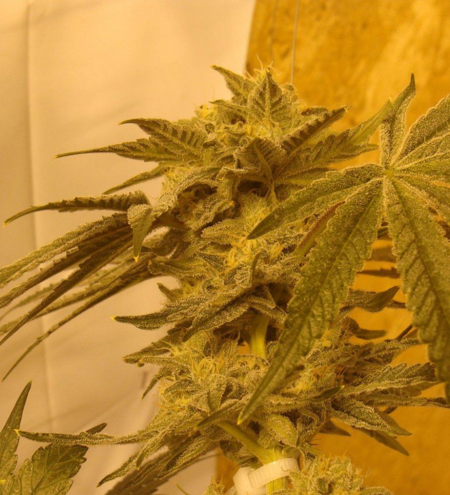 D3la46cola